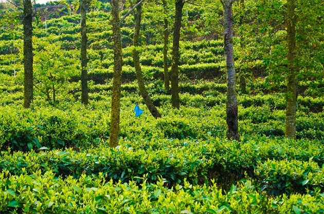 澜沧江流域60万亩生态茶园(图3)