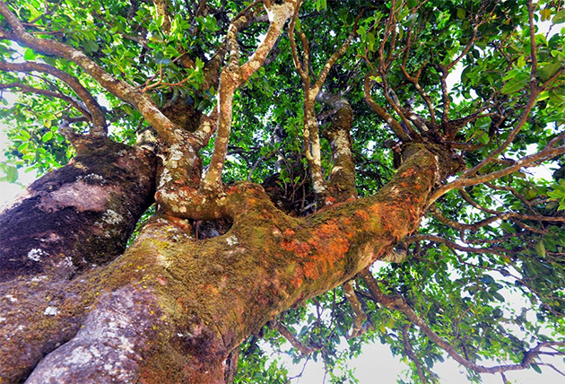 澜沧江流域60万亩生态茶园(图4)