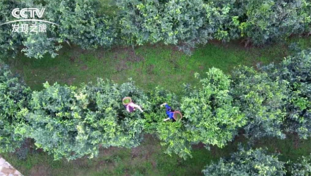 昌宁红雨林茶园(图3)