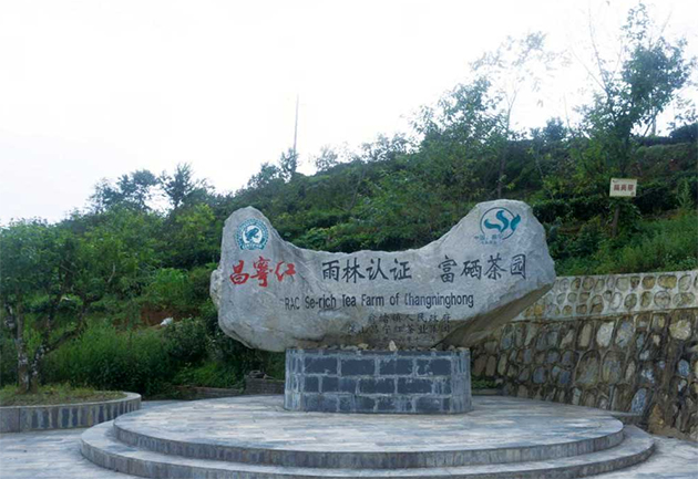 昌宁红雨林茶园(图1)