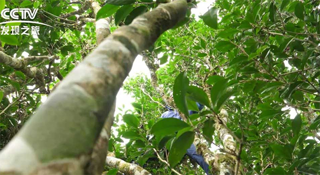 昌宁红雨林茶园(图4)